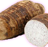 MALANGA COCO 5lbs.